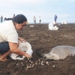 A verdade massacrada na desova de tartarugas na Costa Rica