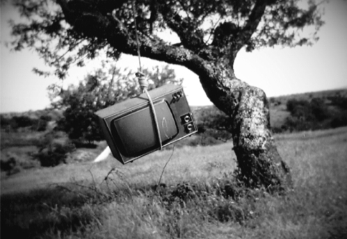 TV enforcada numa árvore