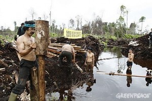 Greenpeace - destruição de florestas na Indonésia