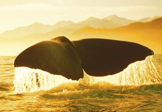 Mergulho da baleia jubarte
