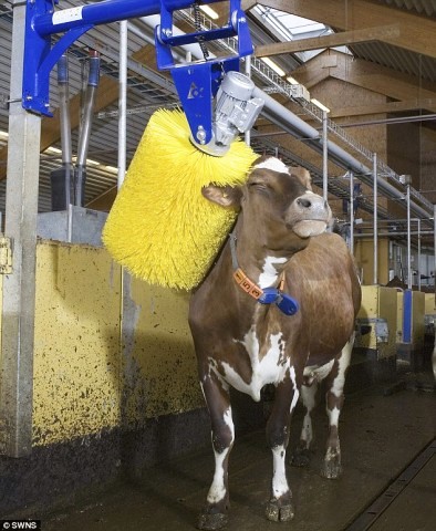 Lava jato para vacas