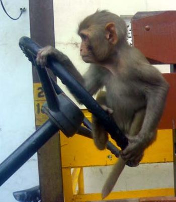 Macaquinho esperto