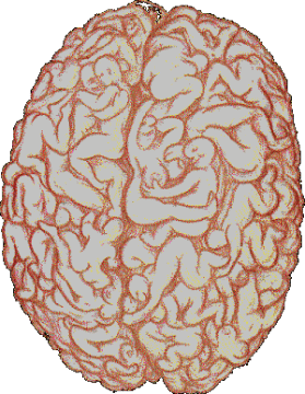 Cérebro de homem - gif animado