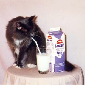 Gato bebe leite de canudinho