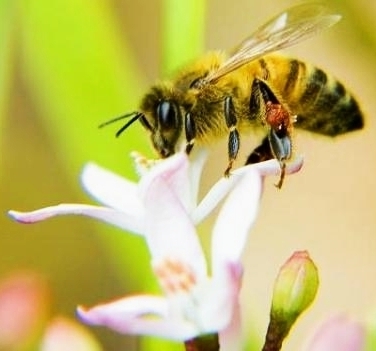 Sumiço de abelhas