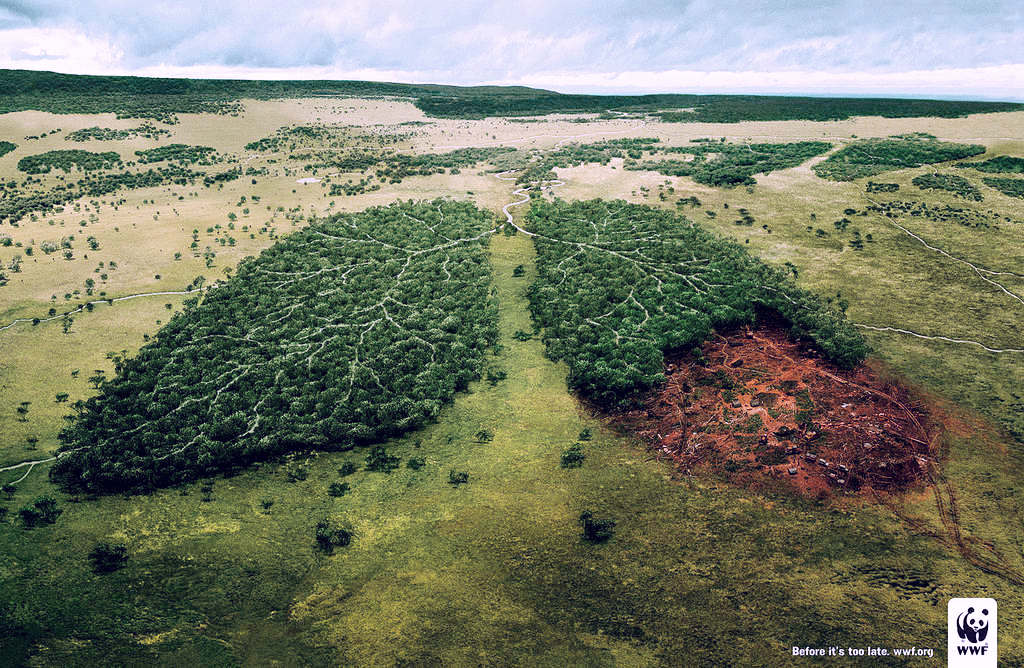 Ecologia - wallpaper do WWF