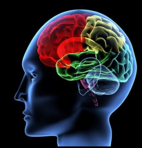 Neuroplasticidade - atividade mental