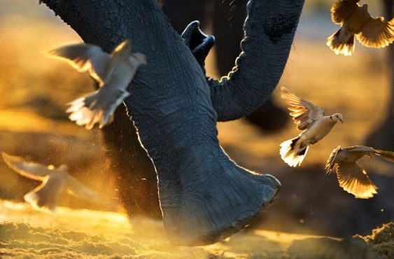 Pássaros e elefante