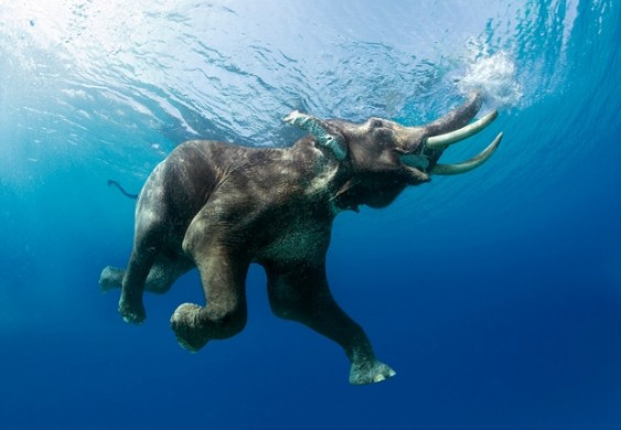 O nado do elefante