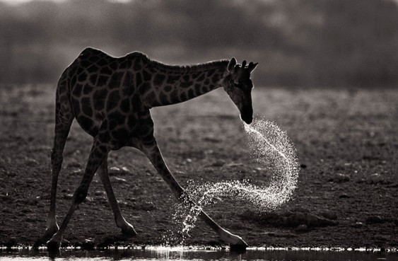 Girafa bebendo água
