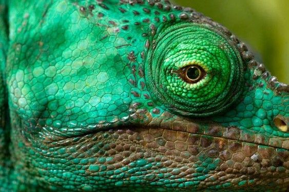 Olho de lagarto verde