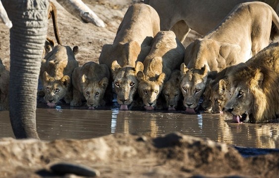 Leões matam sede em caçada