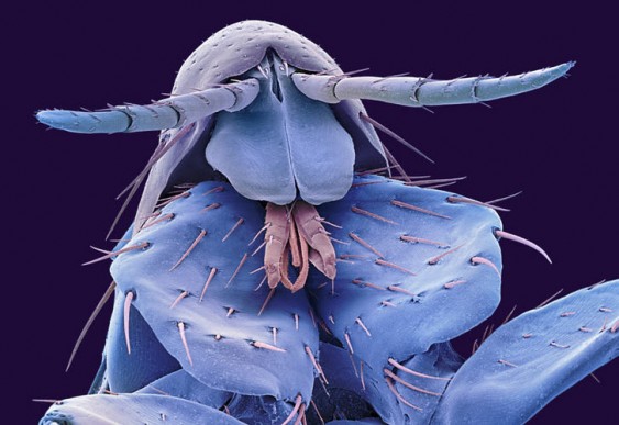 pulex irritans