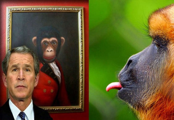 Macacos x Homens