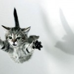 Levitação – descoberta nova capacidade esotérica dos gatos