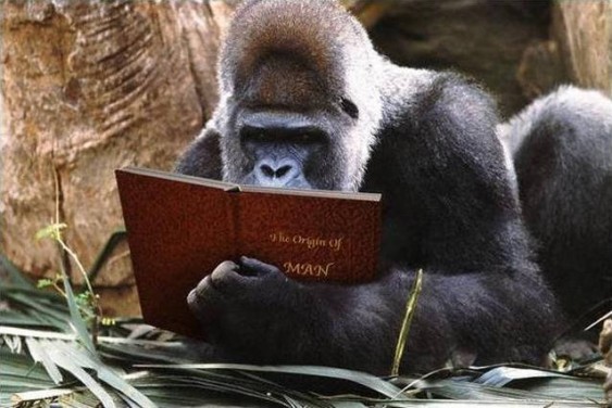 Macaco estudioso
