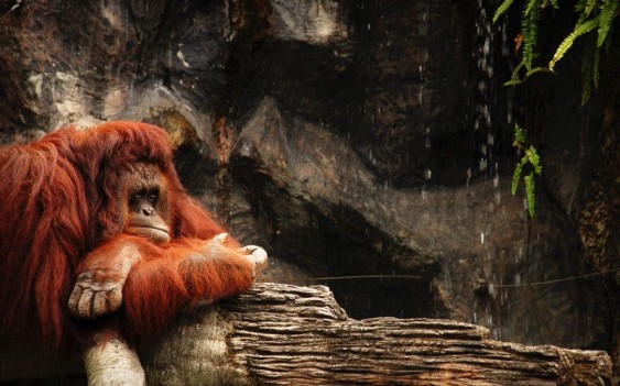 Macaco vermelho pensativo Ser ou não ser, eis a questão