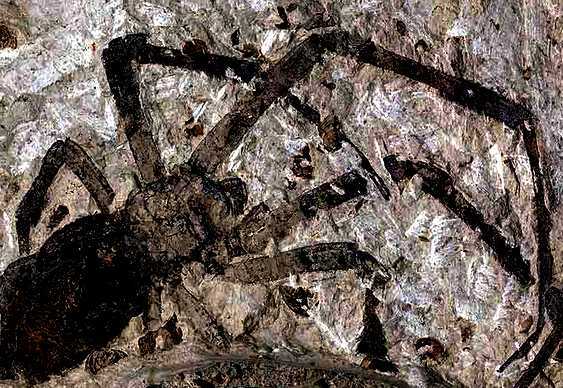 Fóssil de aranha jurássica