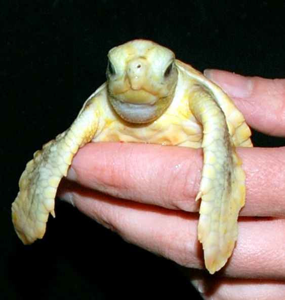 Tartaruguinha branca