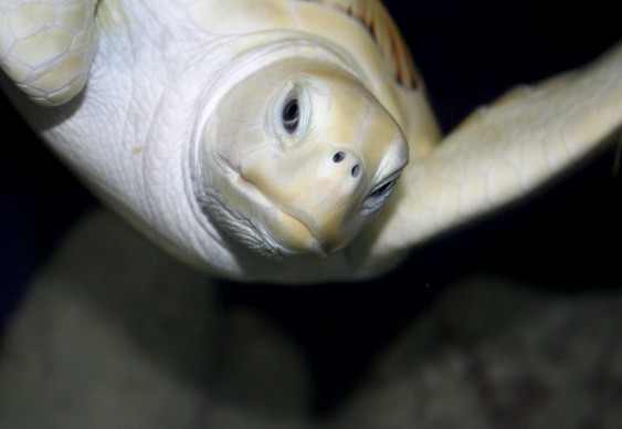 Close de tartaruga albina