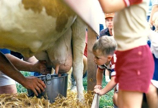Leite de vaca para bebês humanos