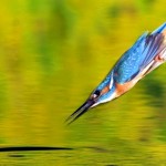 O ataque aéreo fulminante do passarinho martim-pescador