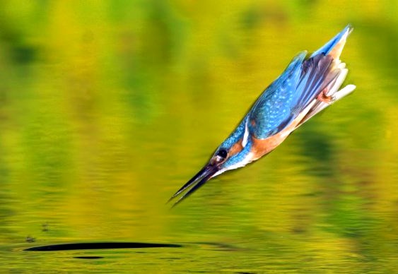 Pássaro Martim-Pescador