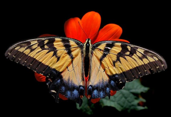 Borboleta amarela