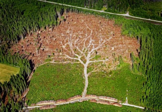 Natureza - ilusão de ótica