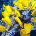 Tartarugas marinhas ameaçadas por química industrial e agrícola