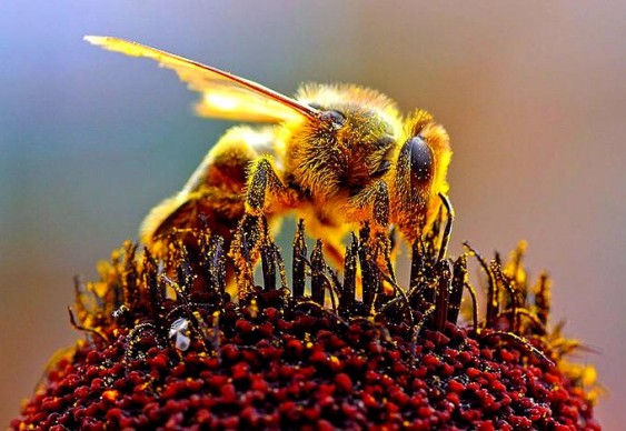 Abelha da espécie Euglossa natesi n.sp.