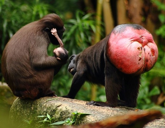 Risco de extinção