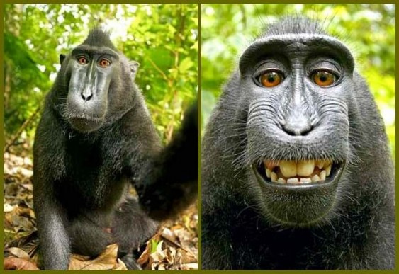 Macaco tira fotos