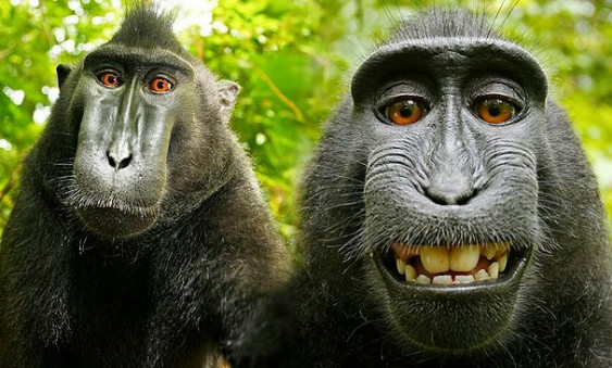 Auto-retrato do macaco