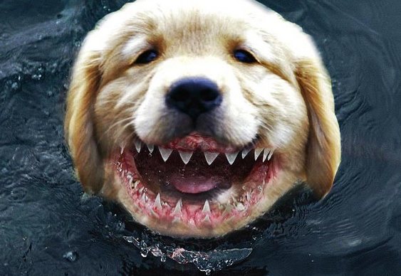 do cachorro que mergulha e morde debaixo d'água – Matéria Incógnita