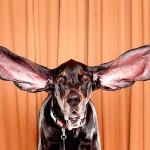 Vídeo do cachorro mais orelhudo do mundo que foi para o Guinness