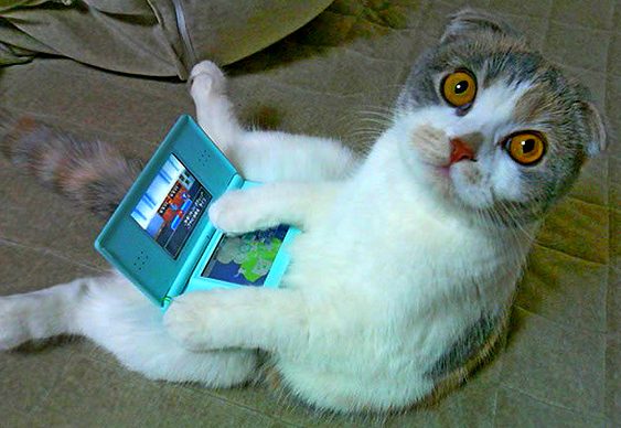Gato brinca com videogame