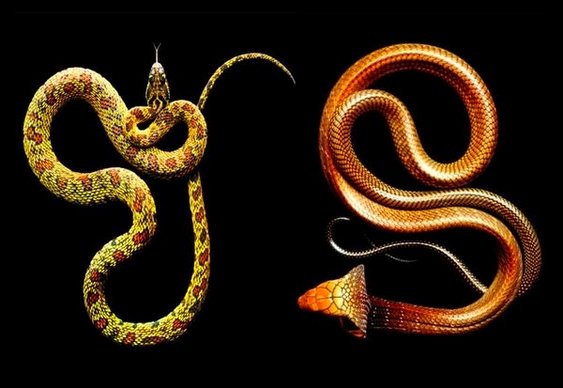 Répteis: Cobras e Serpentes