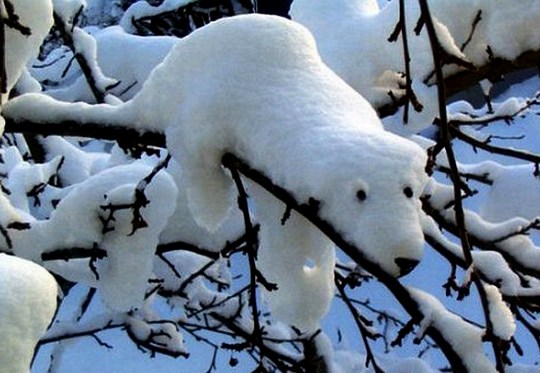 Urso Polar de Neve