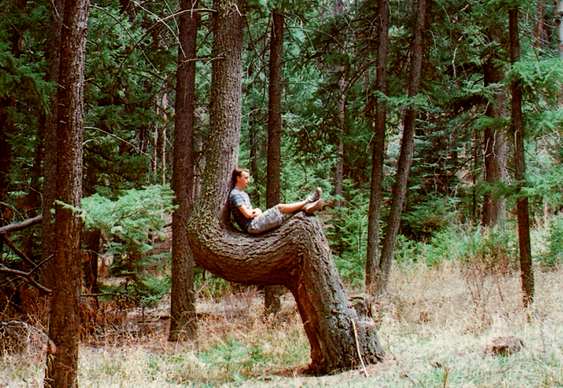 Descanso em tronco de árvore