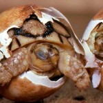 Tatuagem em cascos de tartarugas para evitar tráfico e extinção 