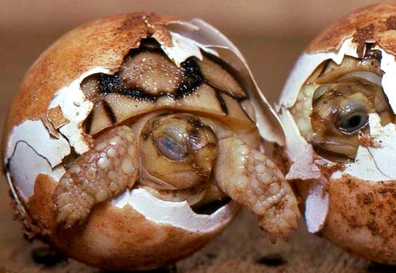 Tartarugas-de-Madagascar no ovo