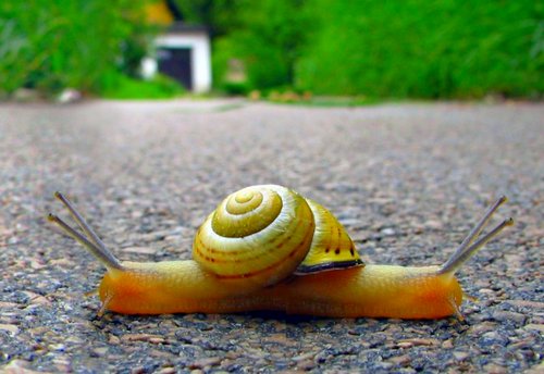 Caracol com duas cabeças Caramujo com duas cabeças