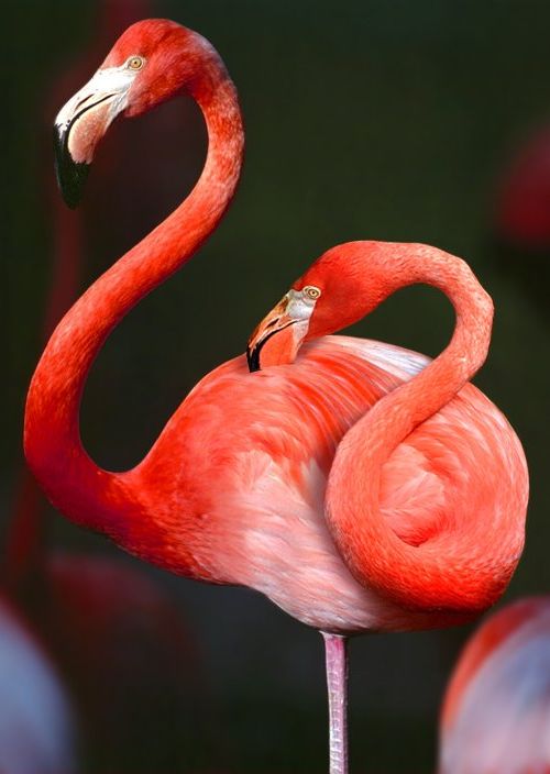Flamingo com duas cabeças Pássaro com duas cabeças