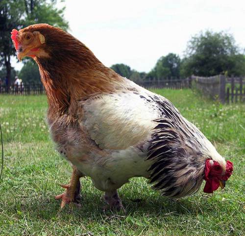 Galinha com duas cabeças Galo com duas cabeças