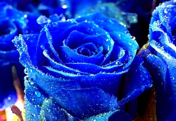 Flor Azul Viagra
