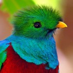 600 espécies de aves tropicais em risco por aquecimento global