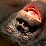 Macacas gritam de prazer durante o sexo para subir na vida