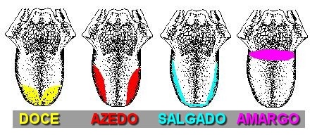 Sensores de sabores na língua