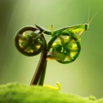 Louva-a-deus pedala bicicleta vegetal em ilusão de ótica